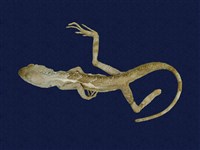 藏品(短肢攀蜥 )的圖片